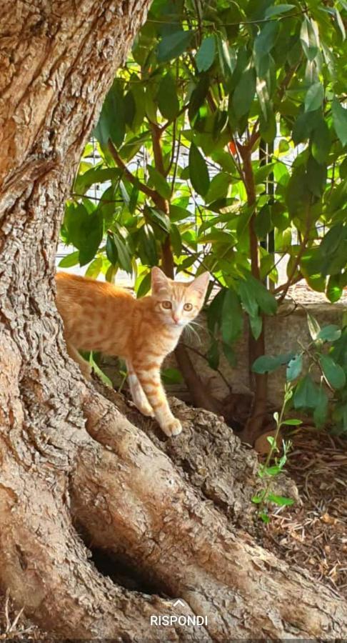 Pietra D'Angolo Locorotondo Εξωτερικό φωτογραφία
